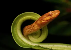 Ranomafana: Snake (Madagascarophis columbrinus), animal portrait