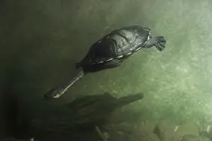 Chelid: Snake-necked Turtle