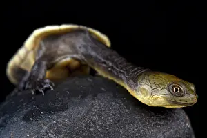 Oblonga: Snake-necked turtle (Chelodina oblonga), Papua New