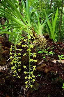 Grows: Snake Orchid - epiphytic orchid grows on a tree