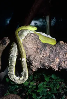 Pope: SNAKE - Pope's Pit Viper - shedding skin