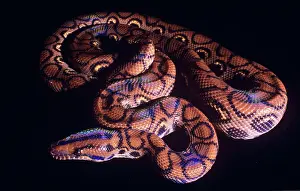 Epicrates: Snake, Rainbow BOA