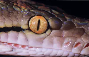 Reticulatus: Snake, Reticulated PYTHON - Close up of eye and