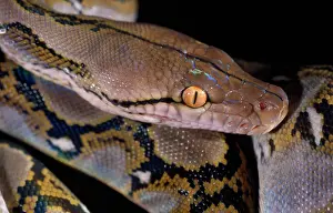 Reticulatus: Snake, Reticulated PYTHON - Close up of eye and