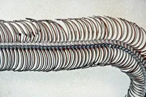 Ribs: Snake ribs