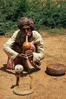 Cobras: SNAKE - Snake Chamer, playing musical instrument