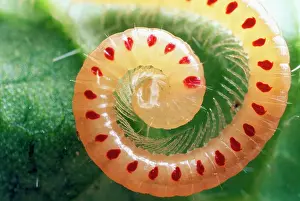 Spirals: Snake-Spotted Millipede