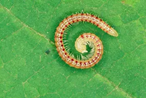 Segment: Snake-Spotted Millipede