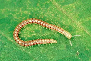 Segment: Snake-Spotted Millipede - On leaf