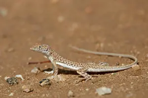 Arabia: Snake-tailed fringe-toad lizard (Acanthodactylus
