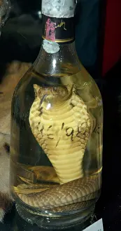 Hannah: Snake Wine - featuring a king cobra. CITES confiscation