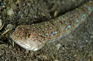 Buried: Snakefish partially buried in sand waiting to ambush