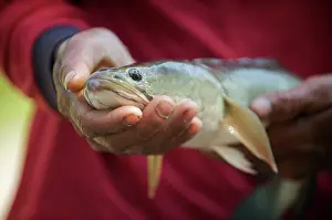 Snakehead fish - being held