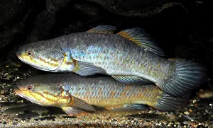 Gudgeon: Snakehead Gudgeon