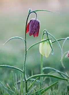 SnakeIs head FRITILLARIES