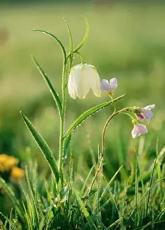 Smock: SnakeIs head FRITILLARY and LADYIS SMOCK / CUCKOO FLOWER