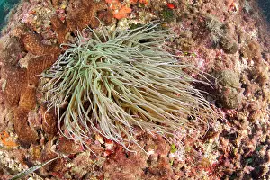 Sulcata: Snakelocks anemone, Anemonia viridis, formerly A. sulcata, I
