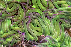 Tentacles: Snakelocks Anemone - UK