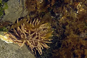 Snakelocks: Snakelocks Anemones - at low tide