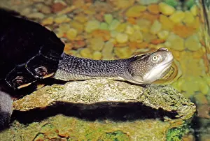Chelidae: Snakeneck Turtle (Chelodina longicollis)