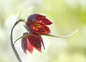 Checkered: Snake's Head (Fritillaria meleagris) flowering in sunlight