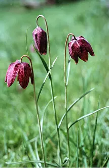 Fritillaries: Snake's Head Fritillaries