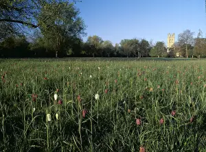Fritillary: SNAKE'S HEAD FRITILLARIES