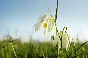 Fritillaria: Snake's Head Fritillary