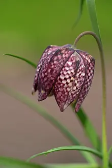 Checkered: Snake's Head Fritillary