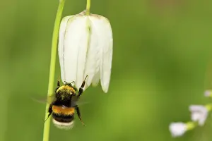 Bombus: Snake's Head Fritillary