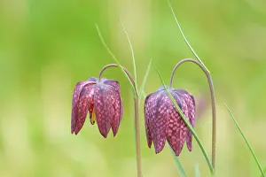 Checkered: Snake's Head Fritillary