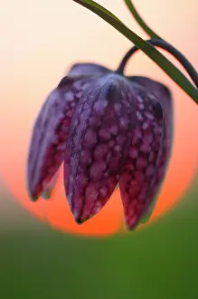 Zwarte: Snake's Head Fritillary