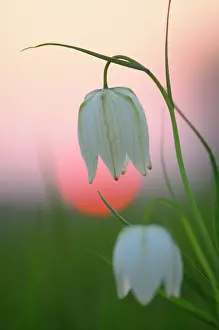 Floodplains: Snake's Head Fritillary