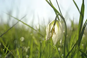 Checkered: Snake's Head Fritillary