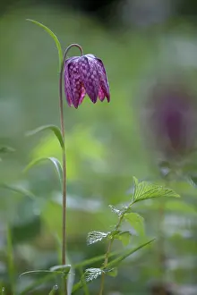 Floodplains: Snake's Head Fritillary