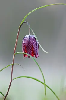 Checkered: Snake's Head Fritillary