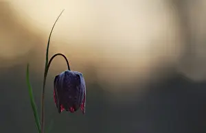 Checkered: Snake's Head Fritillary