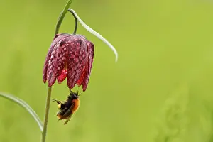 Bombus: Snake's Head Fritillary