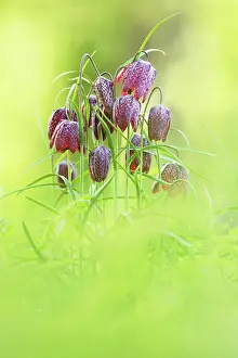 Checkered: Snake's Head Fritillary