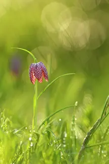 Checkered: Snake's Head Fritillary