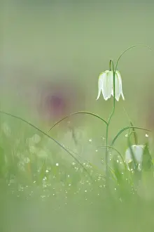 Zwarte: Snake's Head Fritillary