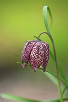 Bell: Snake's Head Fritillary