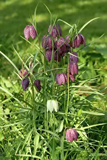 Fritillary: Snakes head fritillary