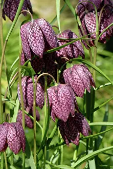 Fritillary: Snakes head fritillary