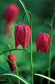 Chequered: Snake's head Fritillary / Chequered Lily / Guinea