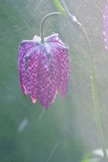 Fritillaries: Snake's-head Fritillary - Close up of flower head