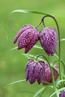 Fritillaries: Snake's-head Fritillary - close up of flower heads