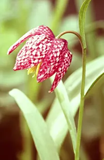 Fritillary: Snake's Head FRITILLARY - close-up of flower