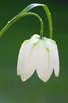 Fritillaries: Snake's-head Fritillary - Close up of white morph