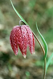 Fritillaries: Snake's Head FRITILLARY - flower head